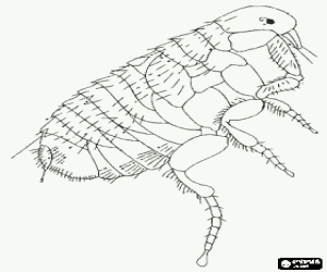 A flea, a parasite coloring page