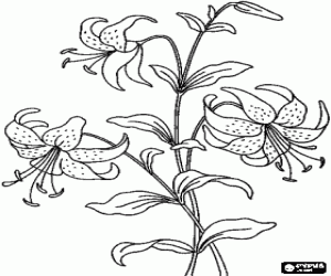 The flowers of a lily coloring page