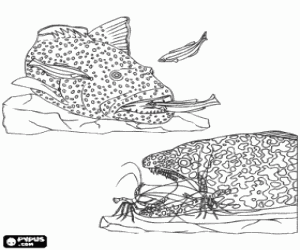 The food chain of fishes coloring page