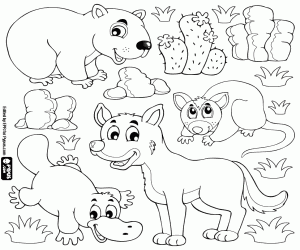 Four animals of Australian fauna coloring page