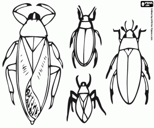 Four different beetles coloring page