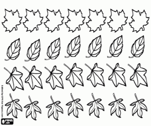Four types of tree leaves coloring page