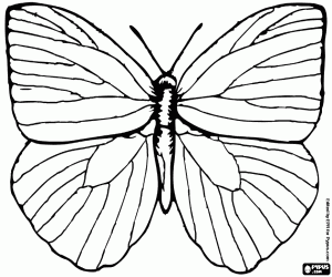 The four-winged butterfly coloring page