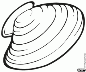 Freshwater mussel coloring page