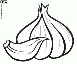 A garlic bulb and a garlic clove coloring page