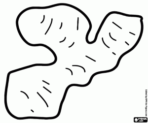 Ginger, a rhizome coloring page