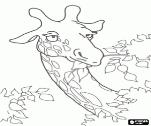 The giraffe is eating leaves coloring page
