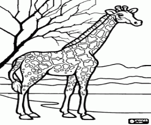 Giraffe in the landscape coloring page
