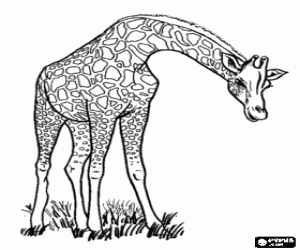 Giraffe with the neck down coloring page