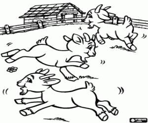 The goats on the farm coloring page