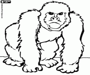 Gorilla with anger face coloring page