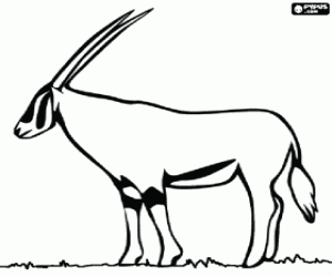 The Grant gazelle coloring page