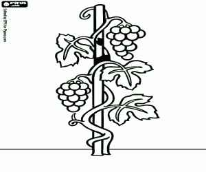 The grapevine, a cultivated plant coloring page