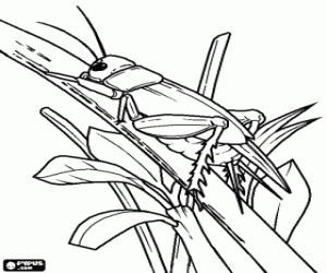 Grasshopper coloring page