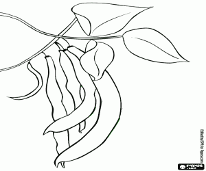 A few green beans coloring page