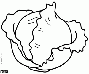 A green cabbage coloring page