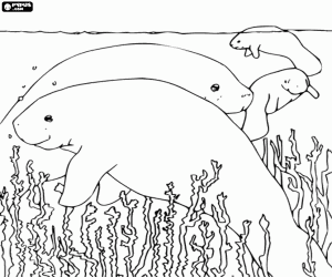 Group of manatees or sea cows coloring page