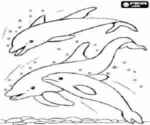 Group of dolphins jumping coloring page