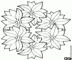Group of poinsettias coloring page