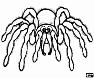 Hairy spider coloring page