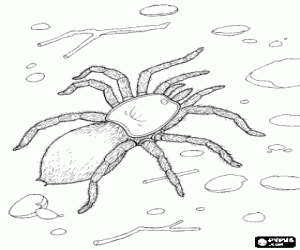 A hairy tarantula coloring page