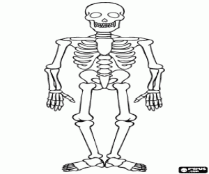 A Halloween skeleton coloring page