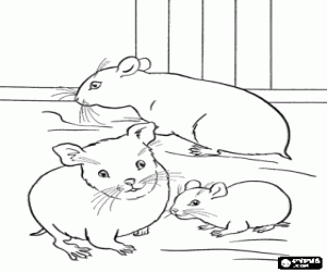 The hamsters, rodent animals coloring page