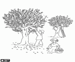 The harvest of olives coloring page