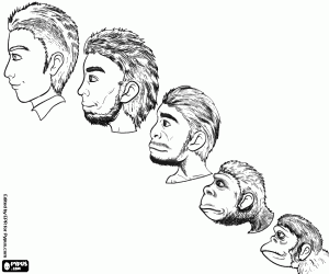 Heads by human evolution coloring page