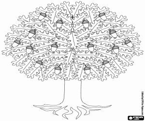 A holm oak with acorns coloring page