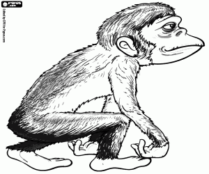 A hominid primate coloring page