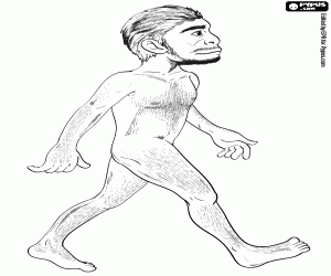 A homo erectus coloring page