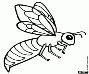 The honey bee coloring page