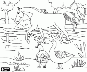 A horse and birds on the river coloring page