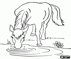Horse drinking on the riverside coloring page