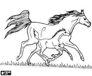Horse and foal on the prairie coloring page