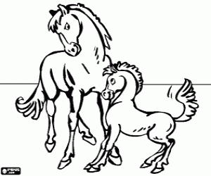 Horse and foal coloring page