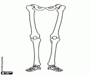 Human legs bones coloring page