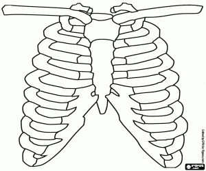 The human rib cage, the ribs coloring page