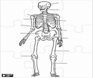A human skeleton puzzle coloring page