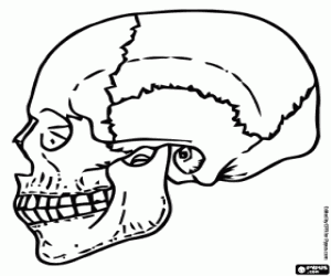 Human skull, side view coloring page