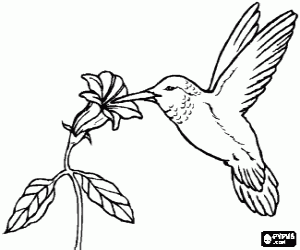 Hummingbird by pricking a flower coloring page