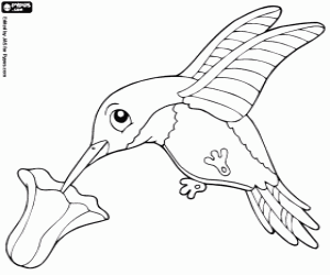 Hummingbird coloring page
