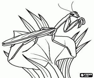 An insect, a Praying Mantis coloring page