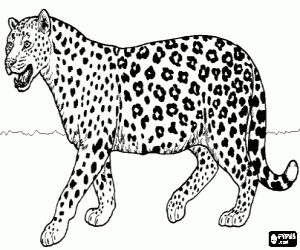 Jaguar coloring page