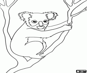 Koala, an Australian marsupial coloring page