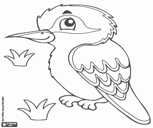 Kookaburra, Australian bird coloring page