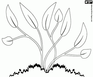 Land plant coloring page