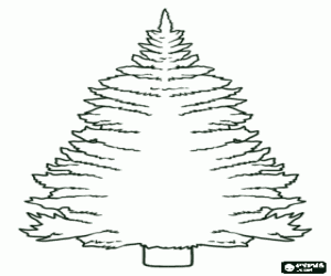 Large pine tree from the high mountain coloring page
