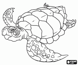 Large sea turtle swimming  coloring page